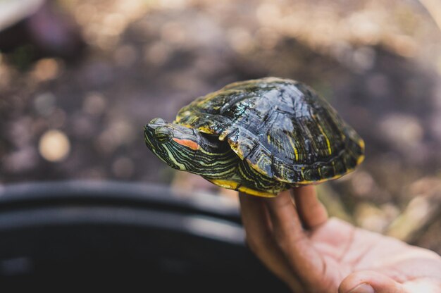 Taimai Turtle