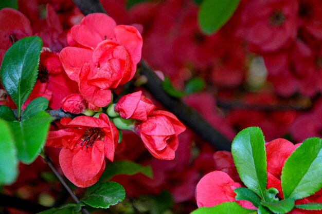 Begonia Mallacoota